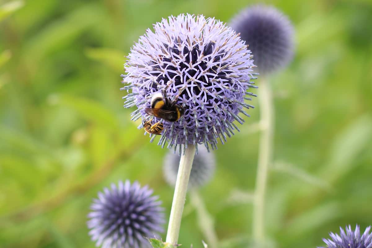 Kugeldistel - Echinops