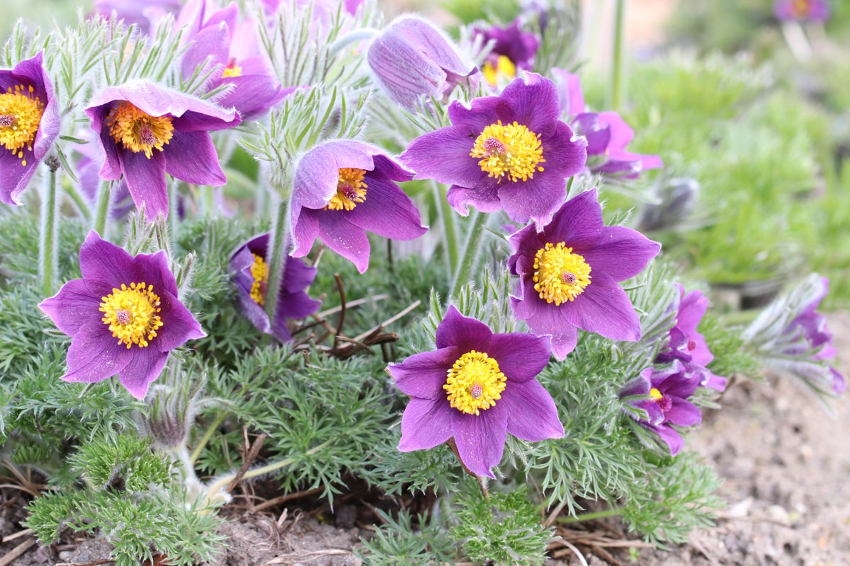 Küchenschelle - Kuhschelle - Pulsatilla vulgaris