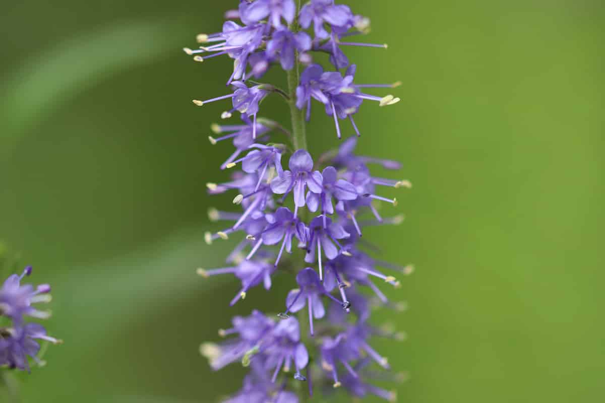 Langblättriger Ehrenpreis - Veronica longifolia