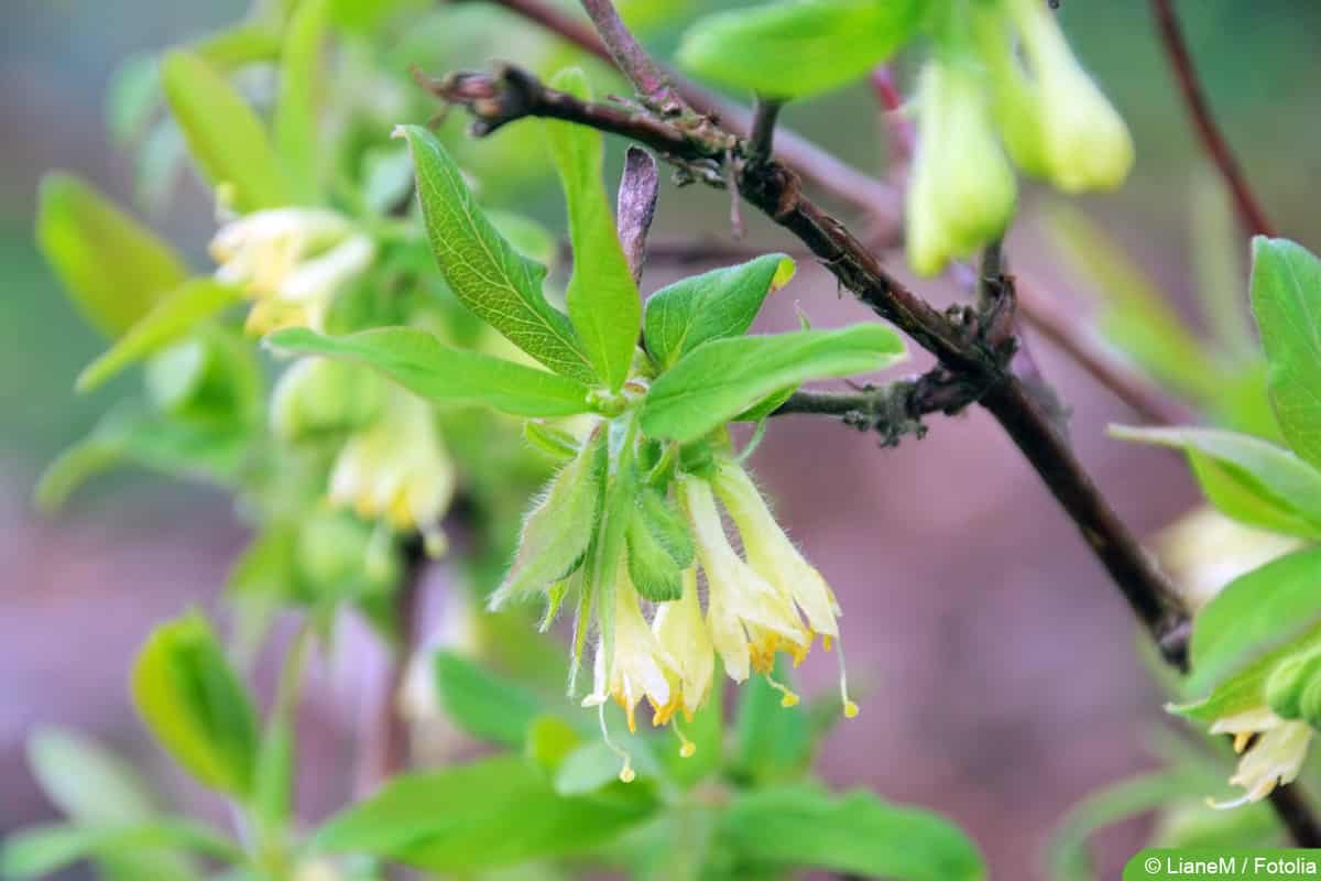 Maibeere - Honigbeere - Lonicera kamtschatica