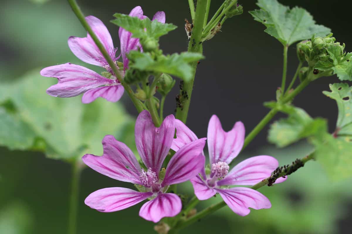 Moschus-Malve - Malva moschata