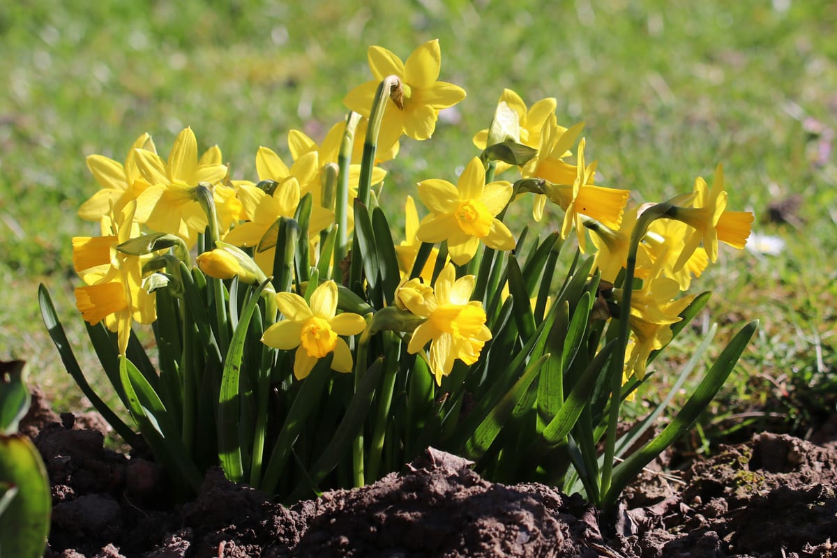 Narzissen - Osterglocken - Narcissus