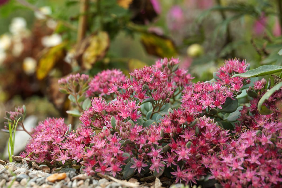 Niedrige Fetthenne - Sedum cauticolum