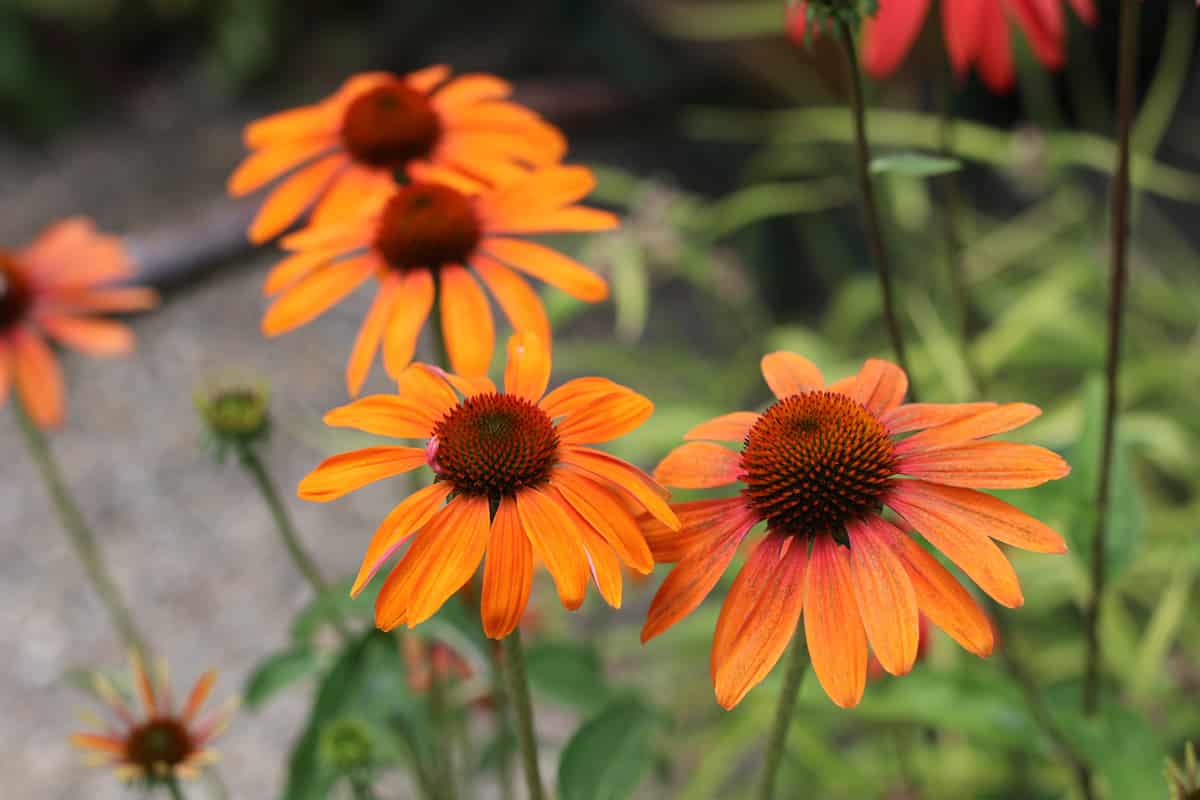 Purpurroter Sonnenhut - Echinacea purpurea