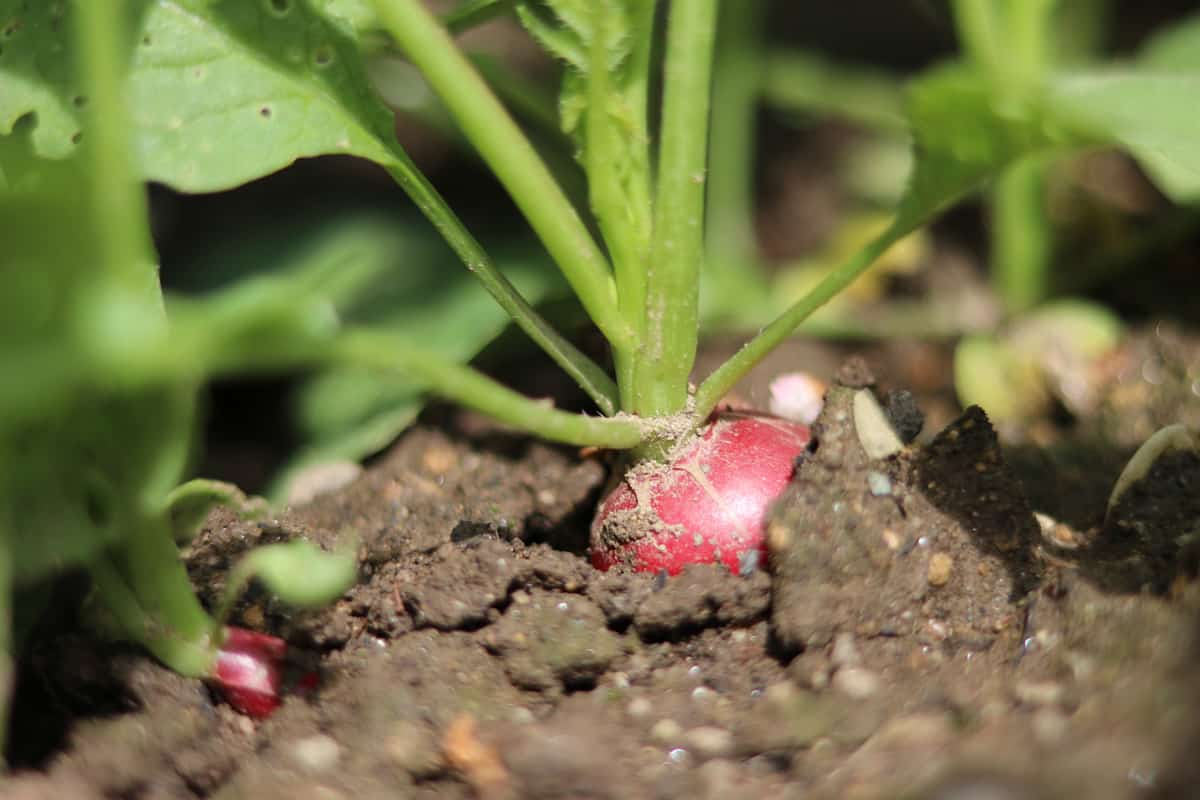 Radieschen sind schwierige Pflanznachbarn für Tomaten