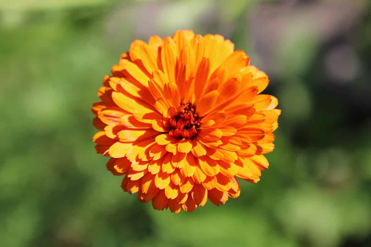 Ringelblume - Calendula officinalis