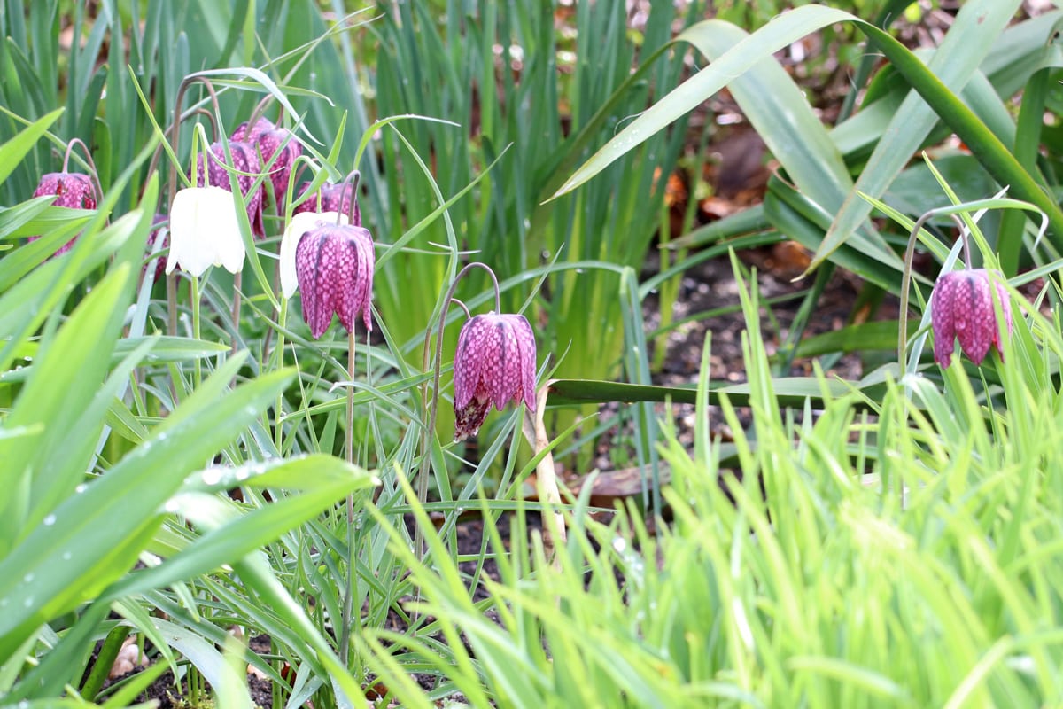 Schachbrettblume - Fritillaria meleagris