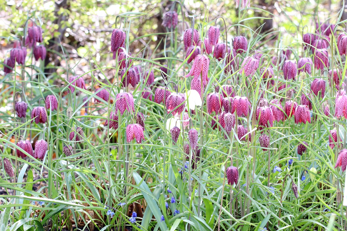 Schachbrettblume - Fritillaria meleagris