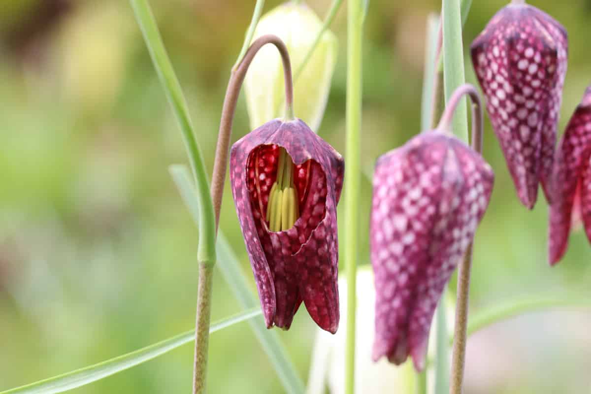 Schachbrettblume - Fritillaria meleagris