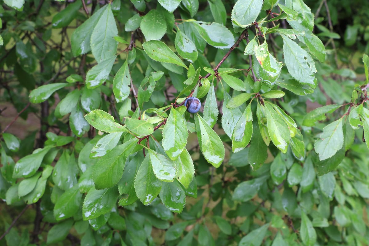 Schlehdorn - Schlehe - Prunus spinosa