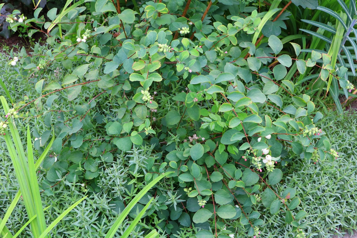 Schneebeere (Symphoricarpos albus)