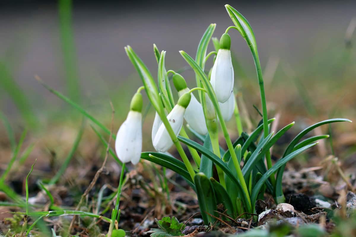 Schneeglöckchen - Galanthus