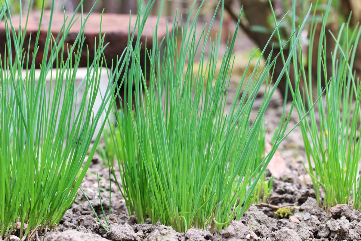 Schnittlauch - Allium schoenoprasum