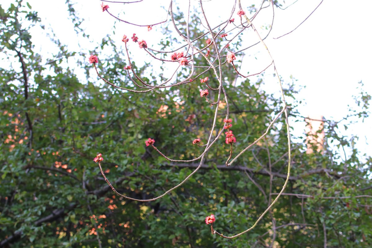 Silber-Ahorn - Acer saccharinum