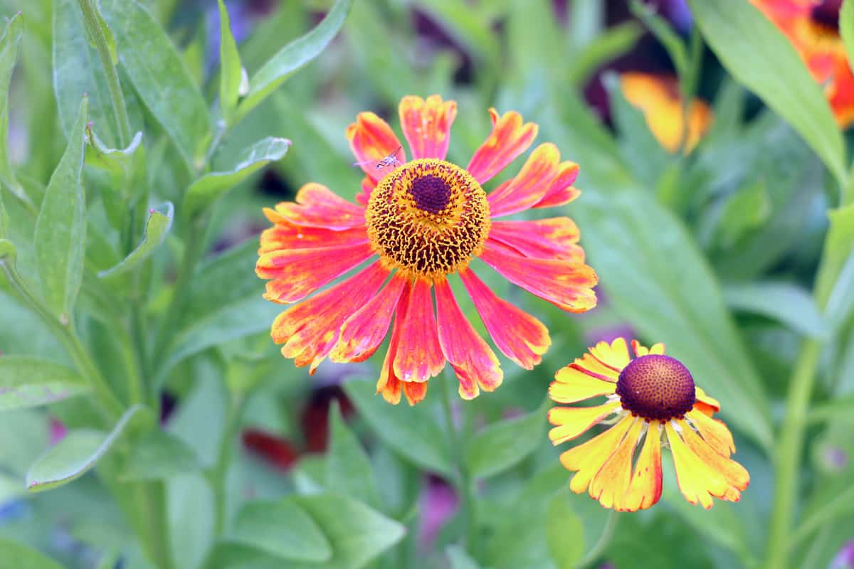 Sonnenbraut - Helenium