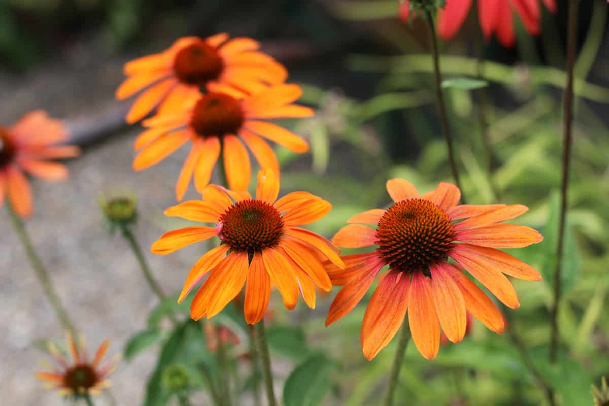 Sonnenhut - Echinacea purpurea