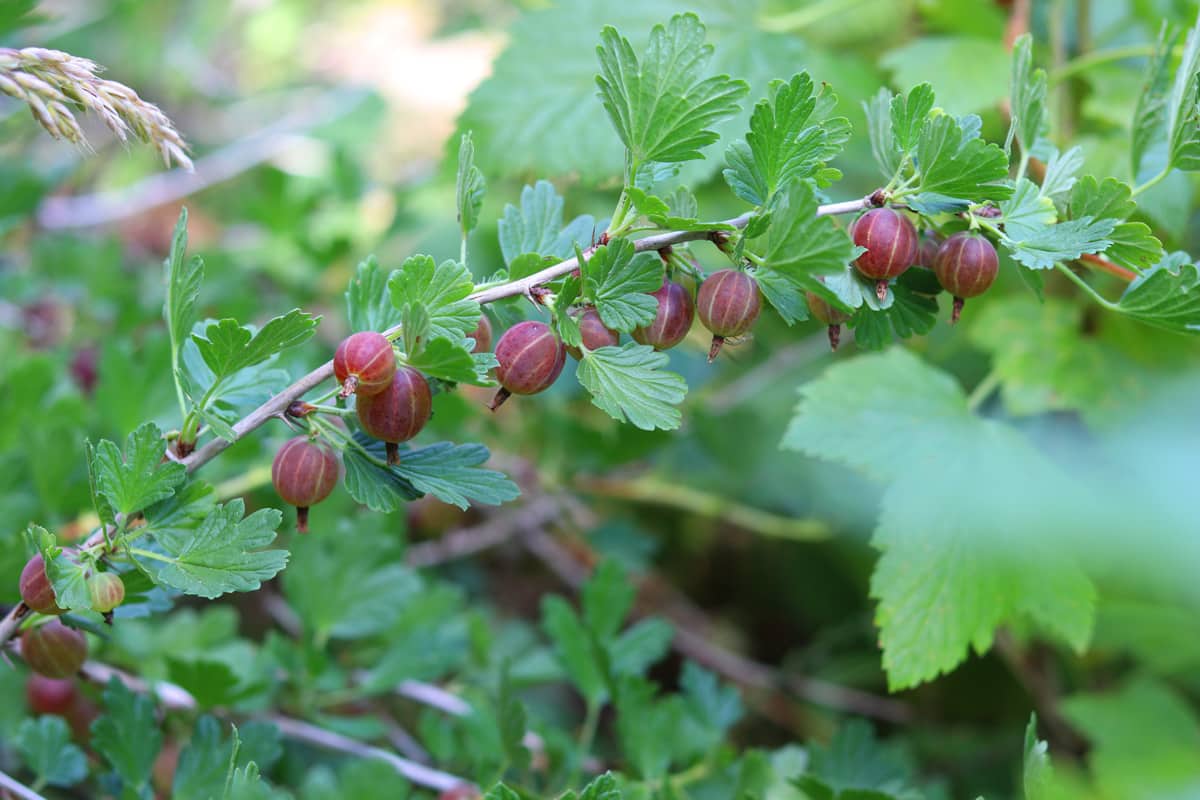 Stachelbeere - Ribes uva-crispa