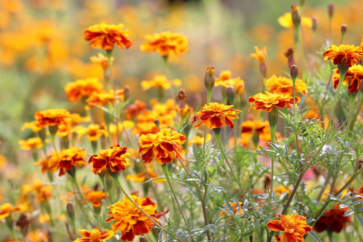 Studentenblumen - Tagetes