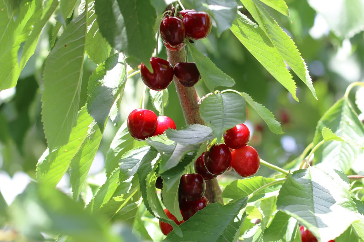 Süßkirsche - Vogelkirsche - Prunus avium