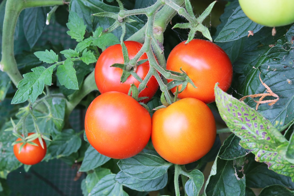 Grüne Tomaten im Herbst nachreifen lassen: so werden Sie noch rot ...