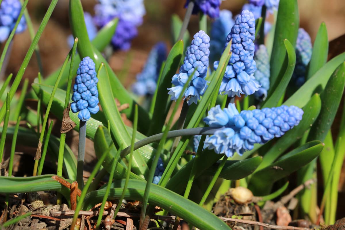 Traubenhyazinthe - Muscari