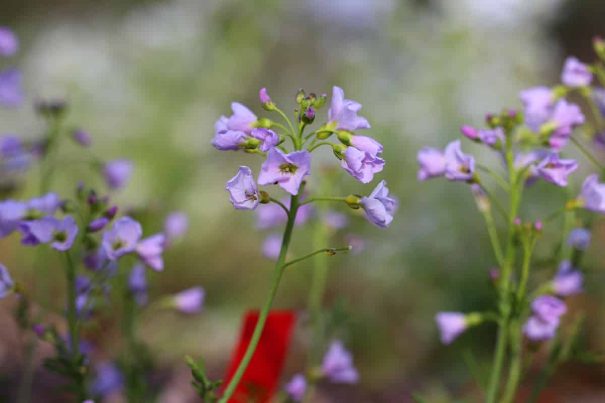 Wiesen-Schaumkraut - Cardamine pratensis