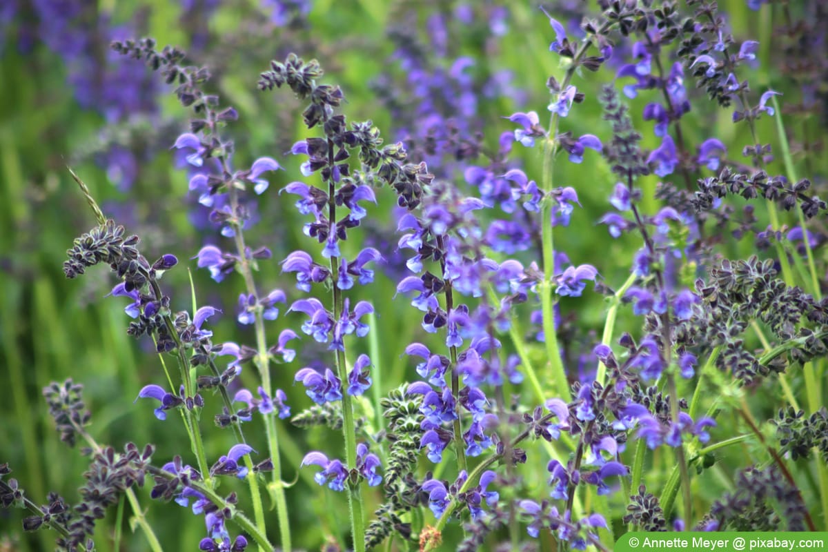 Wiesensalbei (Salvia pratensis)