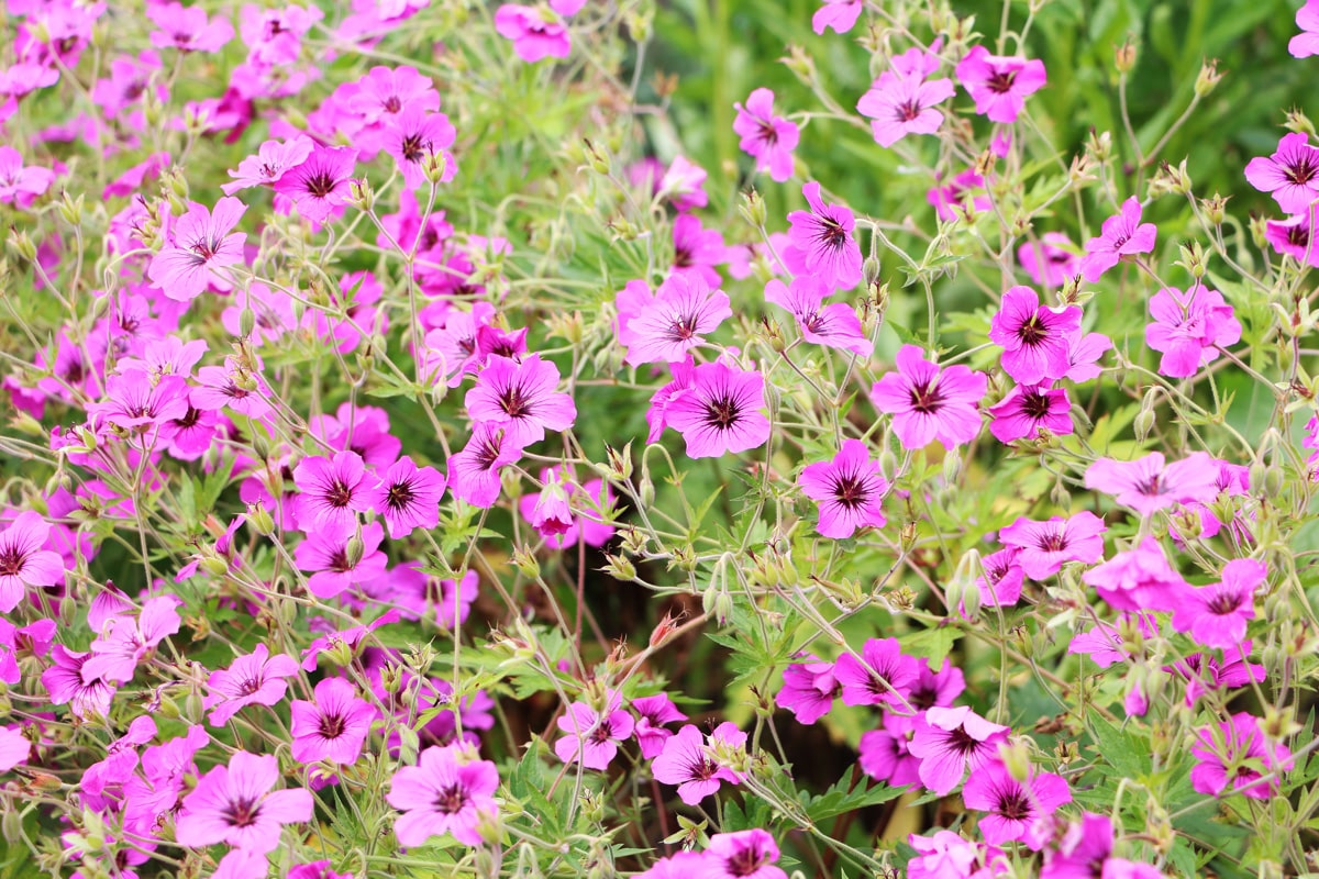 Wilde Malve - Malva sylvestris