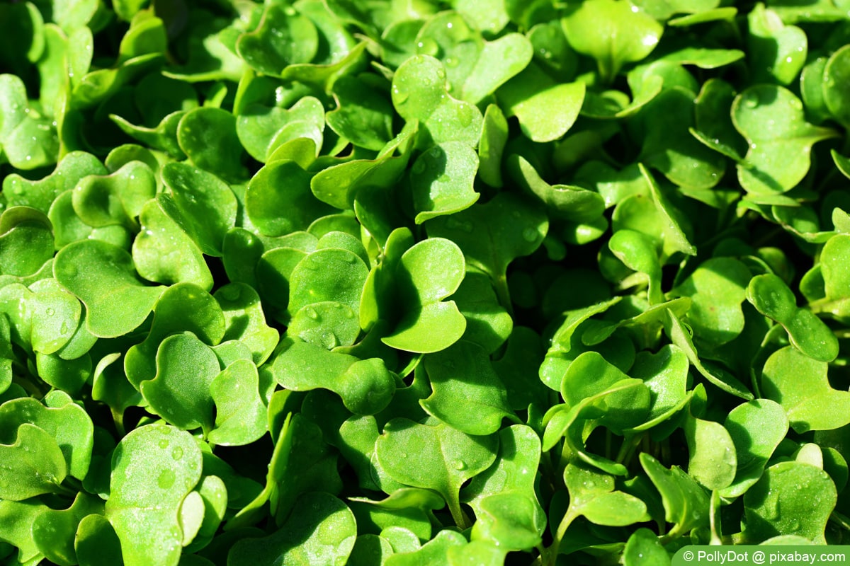 Wilde Rauke, Rucola (Diplotaxis tenuifolia)