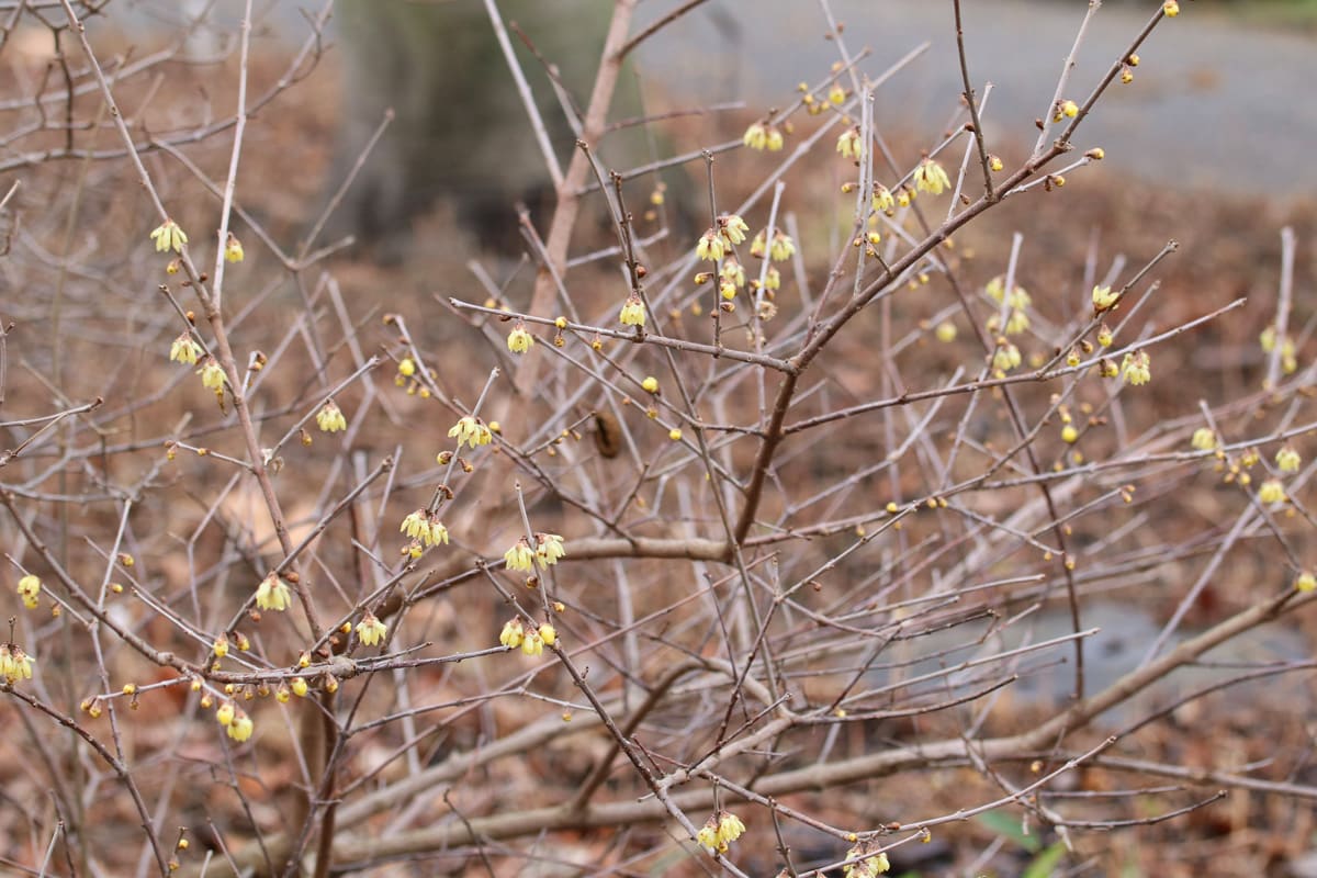 Winterblüte - Chimonanthus praecox