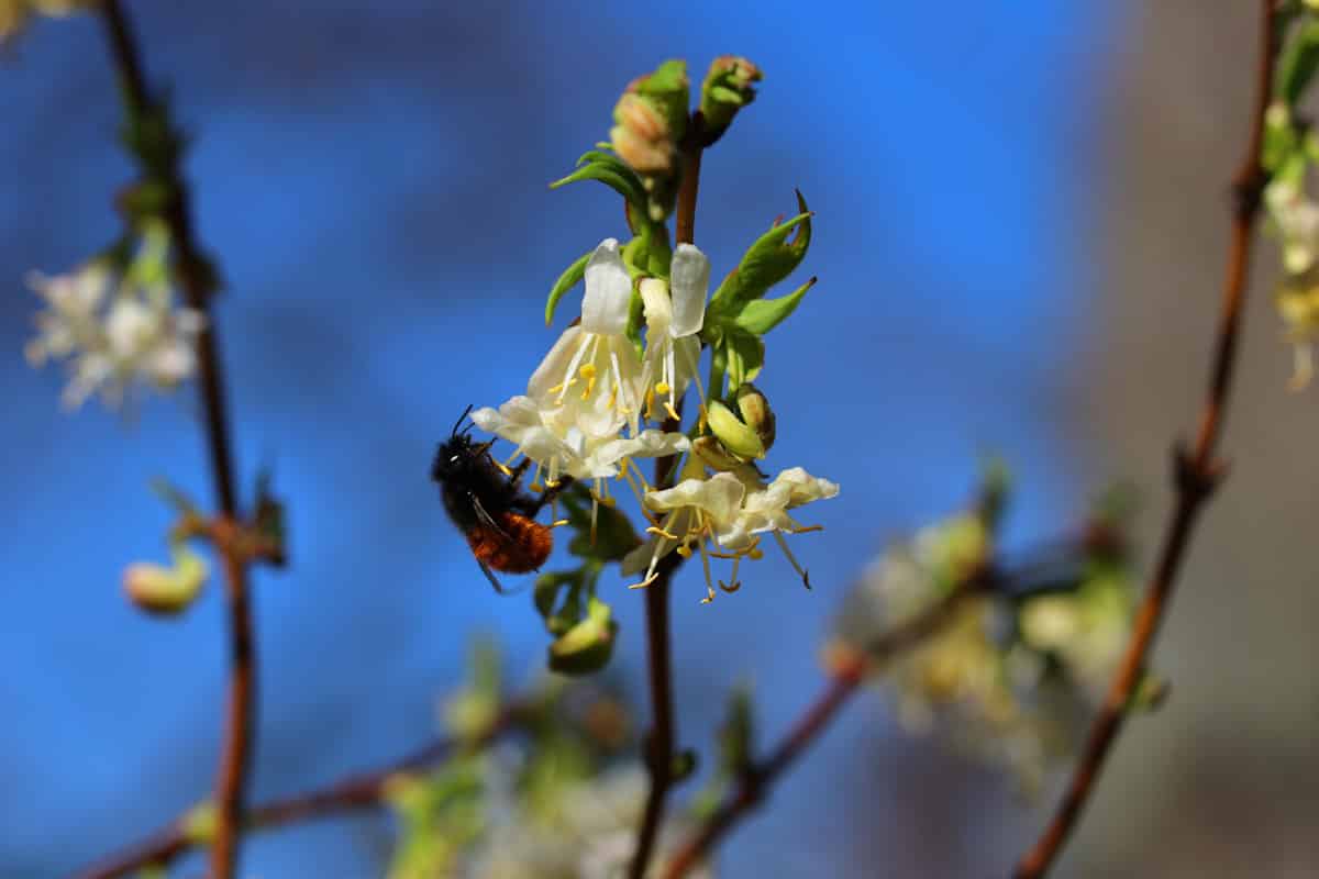 Winterheckenkirsche - Lonicera purpusii