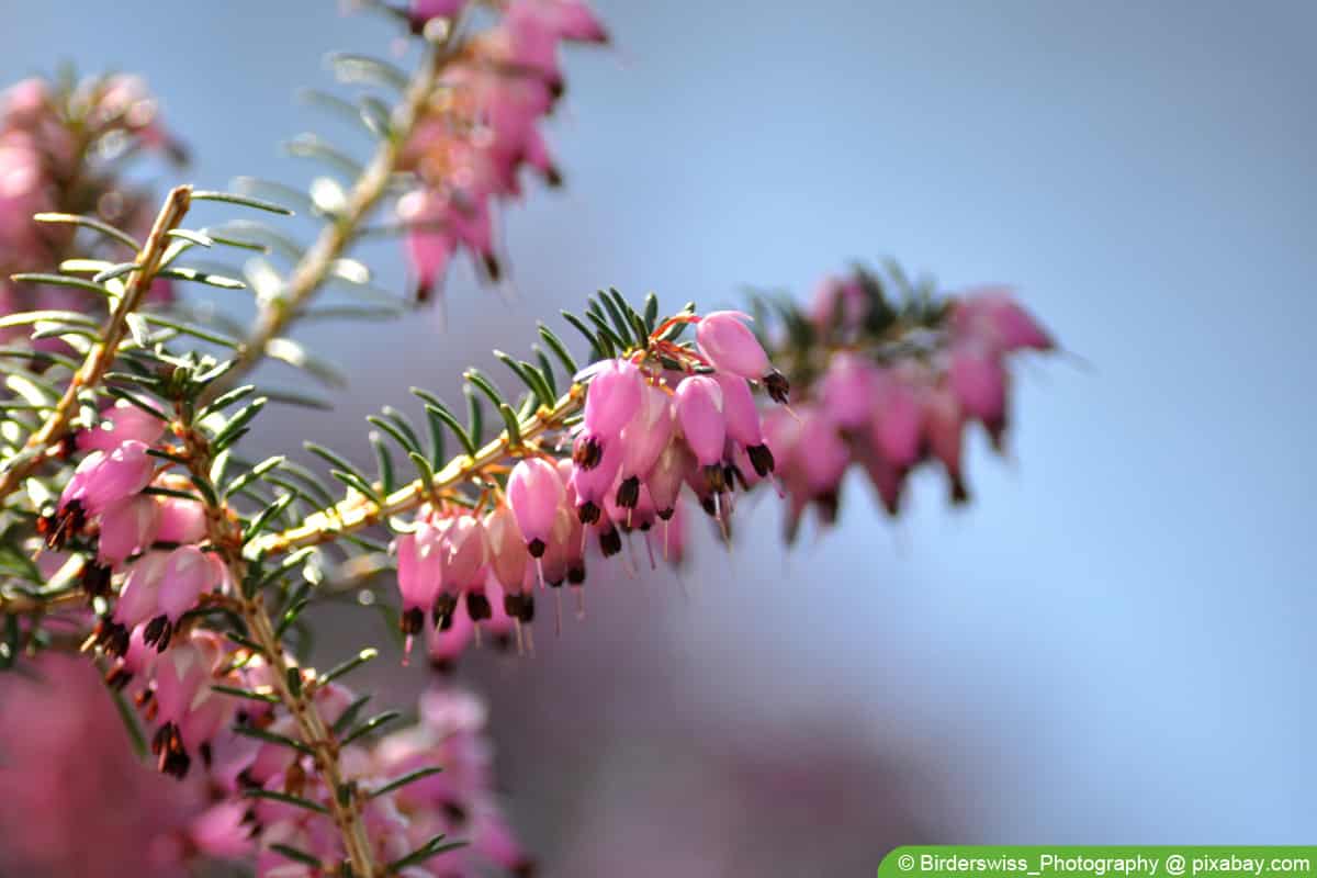 Winterheide - Erica carnea