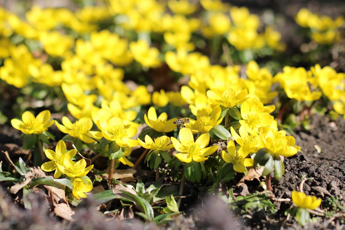 Winterling - Eranthis hyemalis