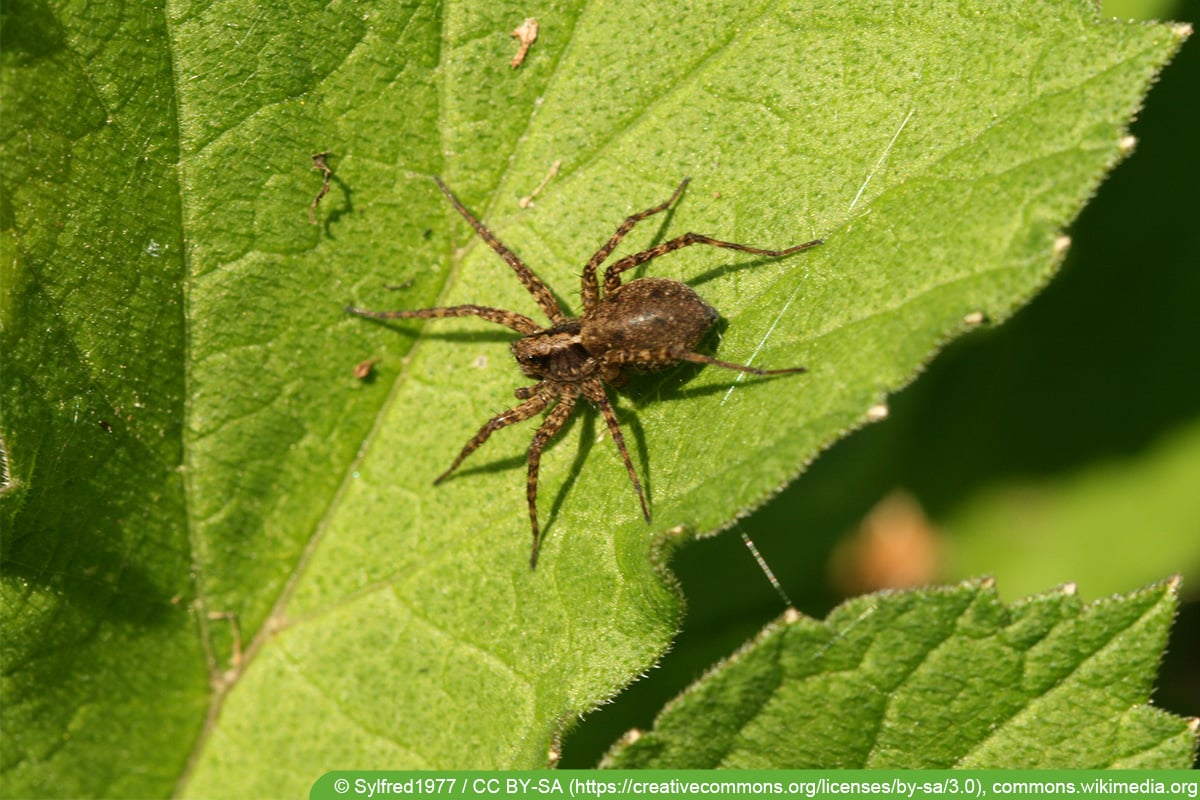 Acker-Wolfspinne (Pardosa agricola)