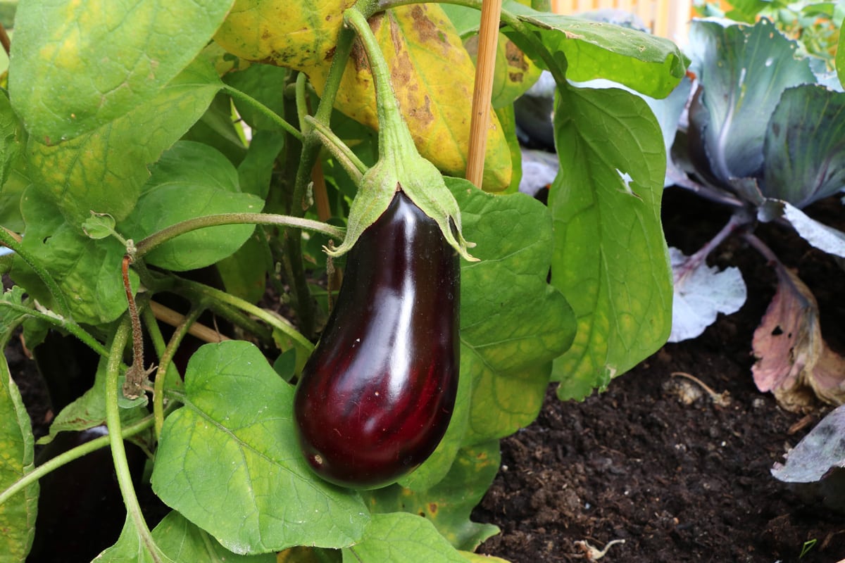 Aubergine - Solanum melongena