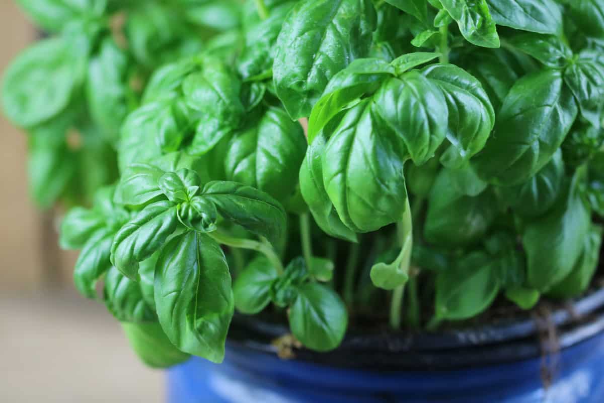 Basilikum (Ocimum basilicum) Pflanznachbar für Gurken