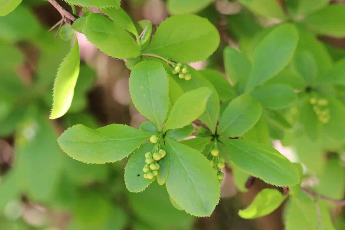 Berberitze - Berberis vulgaris