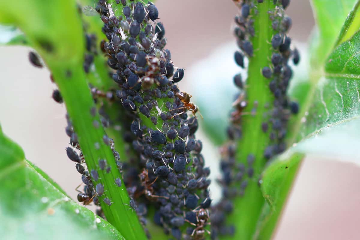 Blattläuse werden durch Ameisen gepflegt und geschützt