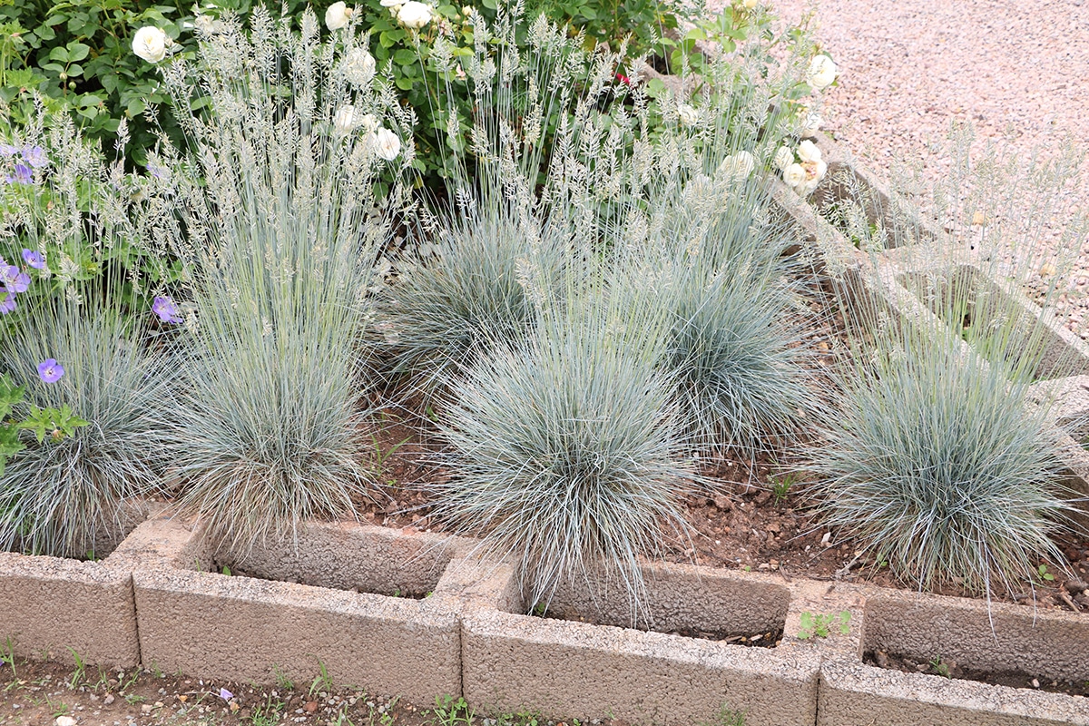 Blauschwingel - Festuca cinerea