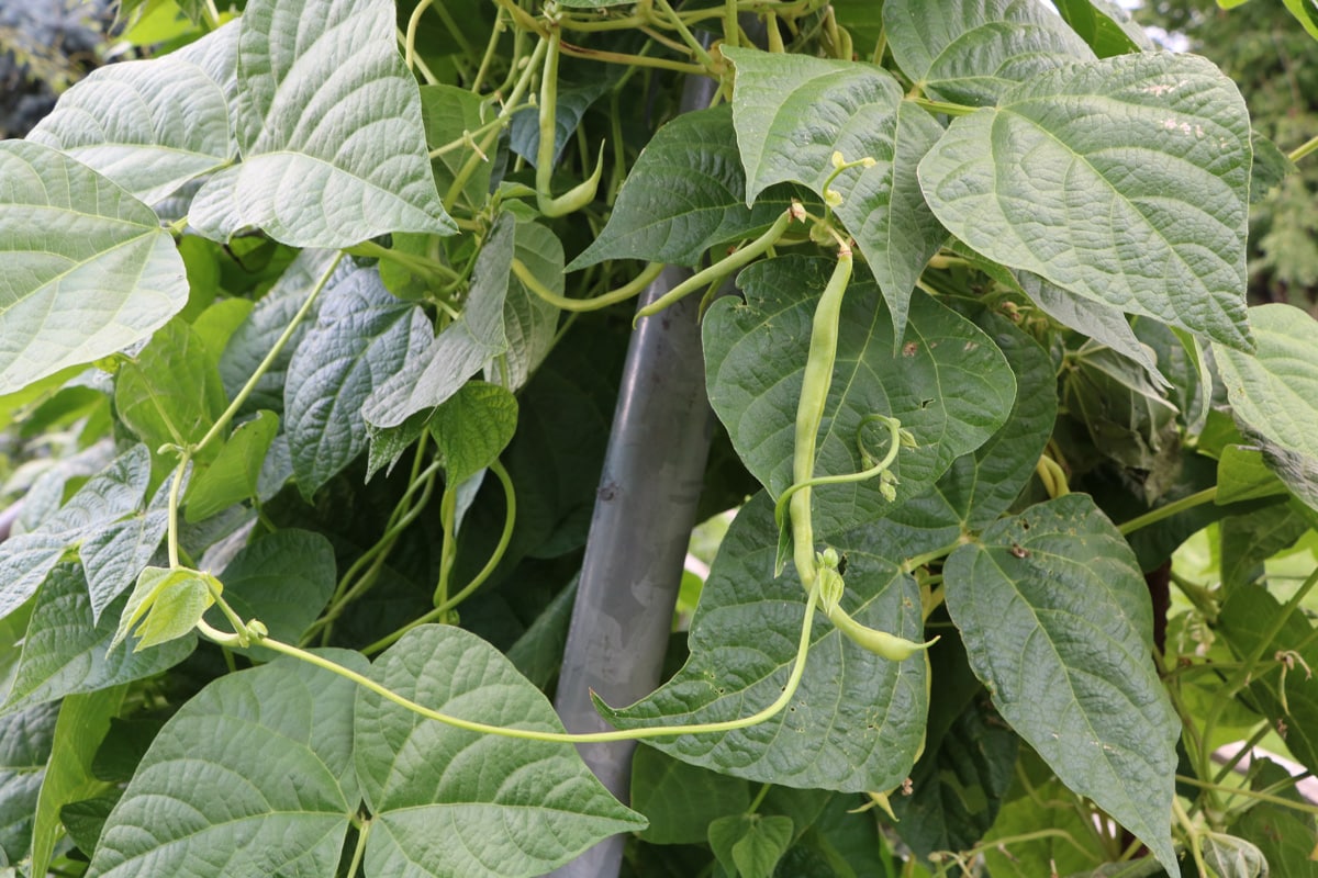 Bohnen (Phaseolus vulgaris) in Mischkultur mit Gurken