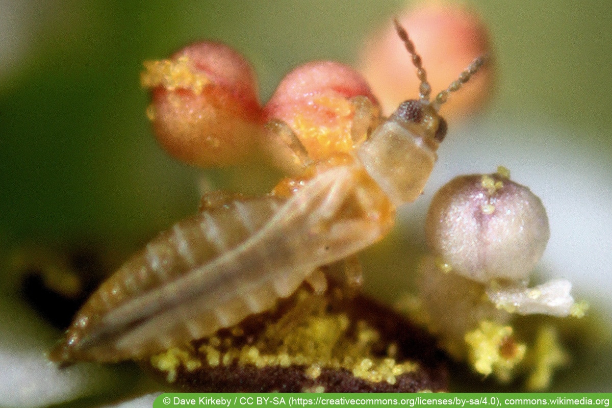 Clematisfliege - Frankliniella occidentalis