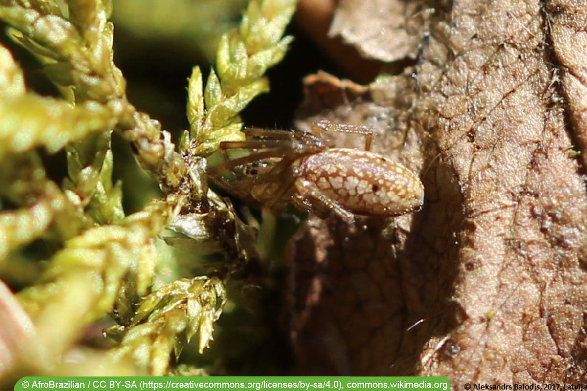 Deckennetzspinne - Floronia bucculenta