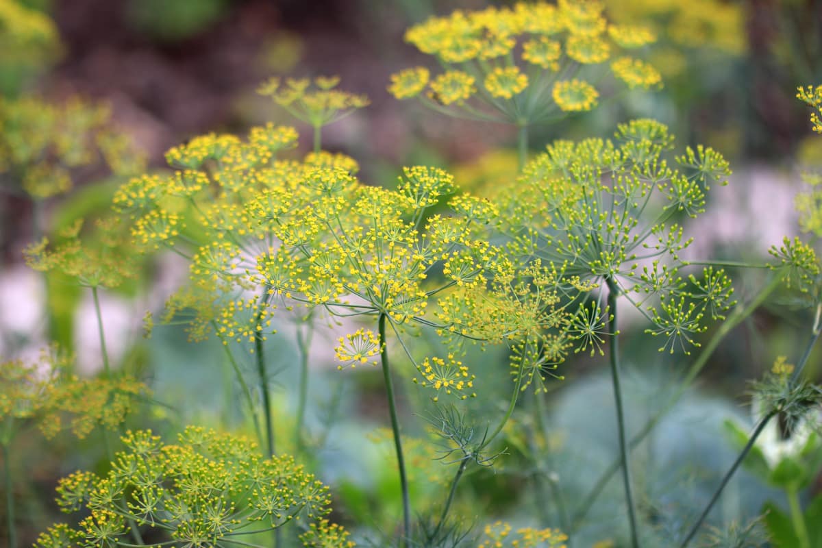 Dill (Anethum graveolens) als Pflanznachbar für Zwiebeln