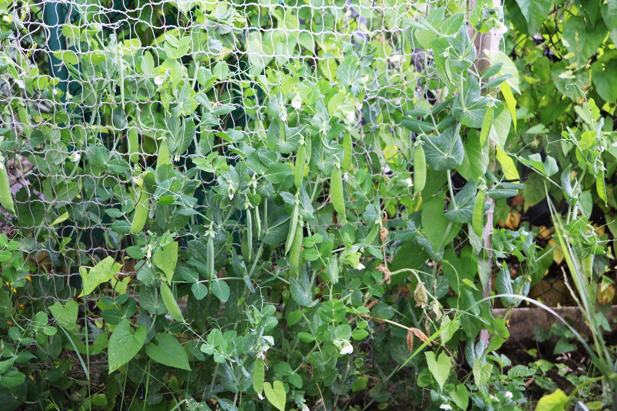 Erbsen (Pisum sativum) in Mischkultur mit Gurken