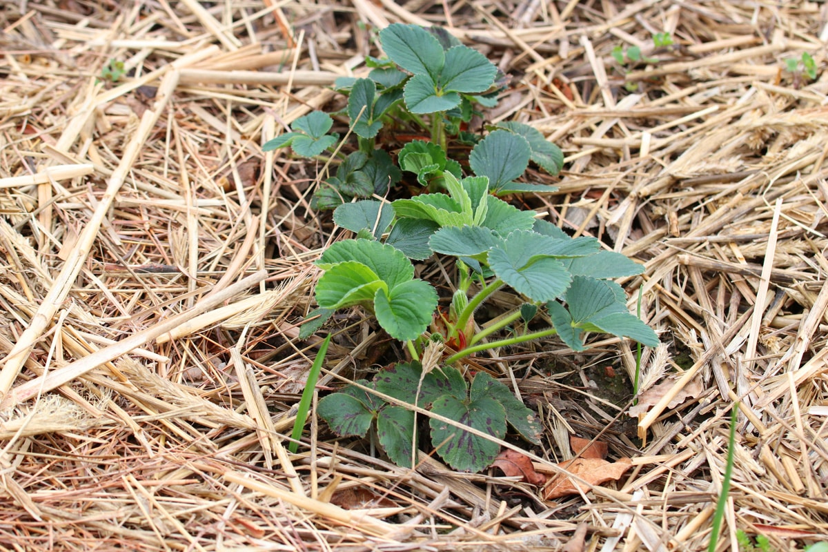 Erdbeeren (Fragaria) mit Stroh