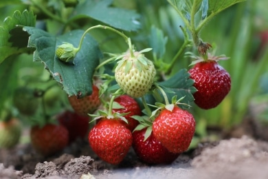 Erdbeeren - Fragaria