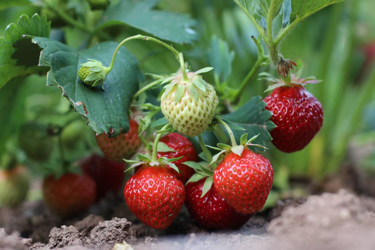 Erdbeeren (Fragaria) als Pflanznachbarn für Zwiebeln