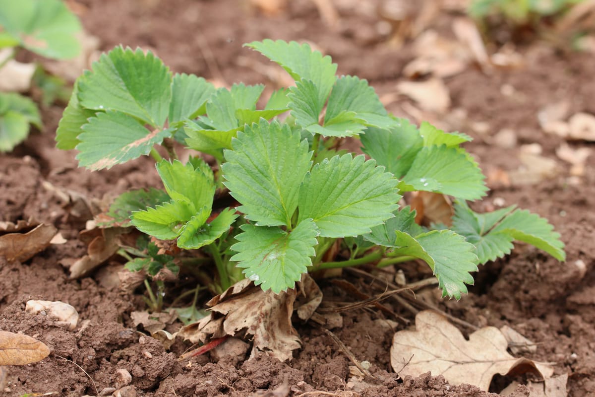 Erdbeeren - Fragaria