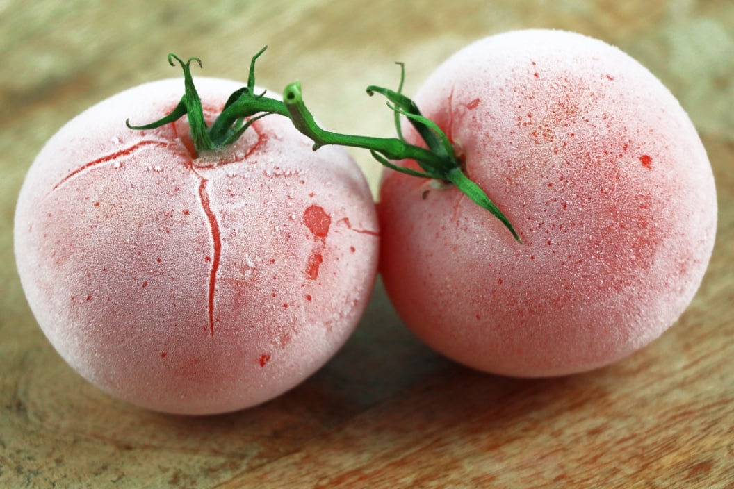 Herbst welche Temperaturen vertragen Tomaten nachts?