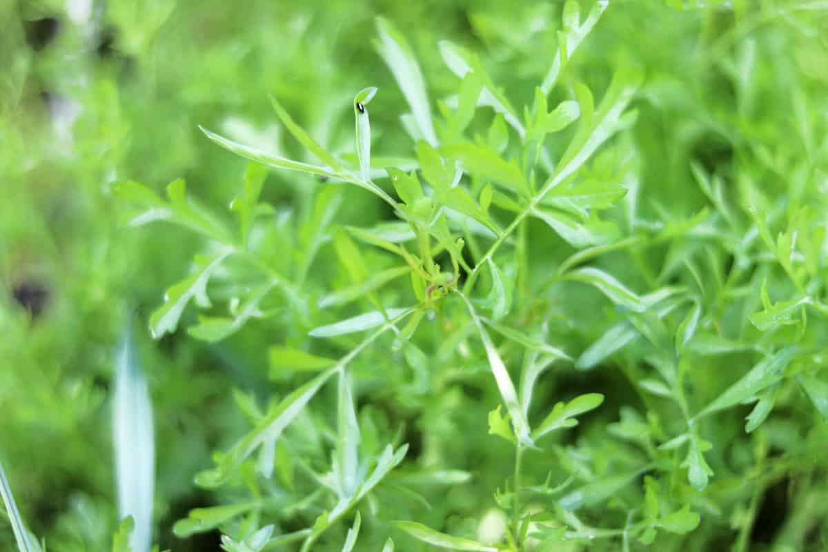 Gartenkresse - Lepidium sativum